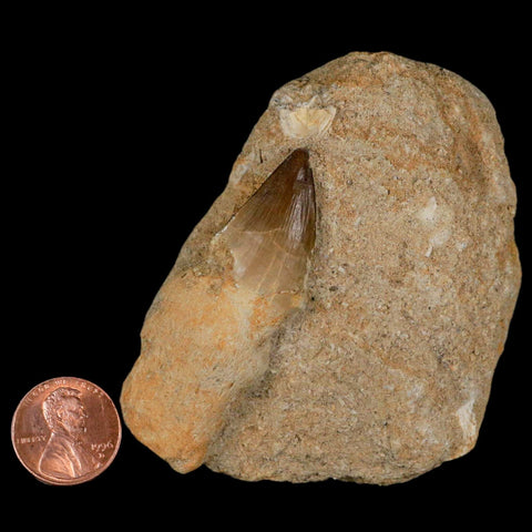 2.3" Mosasaur Prognathodon Fossil Tooth Rooted In Matrix Cretaceous Dinosaur Era - Fossil Age Minerals