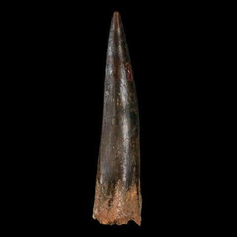 XXL 4.1" Spinosaurus Fossil Tooth 100 Million Years Old Cretaceous Dinosaur COA - Fossil Age Minerals