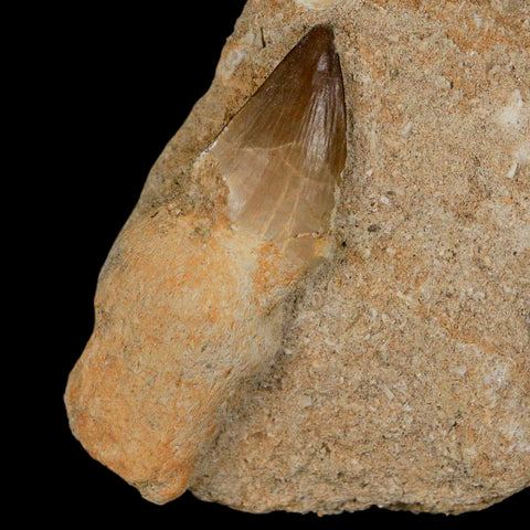 2.3" Mosasaur Prognathodon Fossil Tooth Rooted In Matrix Cretaceous Dinosaur Era - Fossil Age Minerals