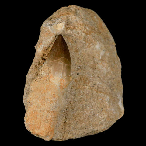 2.3" Mosasaur Prognathodon Fossil Tooth Rooted In Matrix Cretaceous Dinosaur Era - Fossil Age Minerals