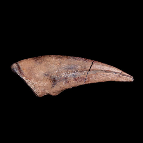 1.5" Rare Juvenile Tyrannosaur Fossil Foot Claw Cretaceous Dinosaur Montana COA - Fossil Age Minerals