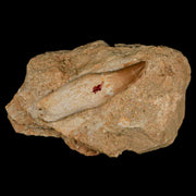 2.3" Mosasaur Prognathodon Fossil Tooth Rooted In Matrix Cretaceous Dinosaur Era