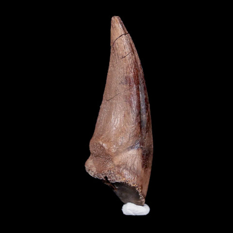 1.5" Rare Juvenile Tyrannosaur Fossil Foot Claw Cretaceous Dinosaur Montana COA - Fossil Age Minerals