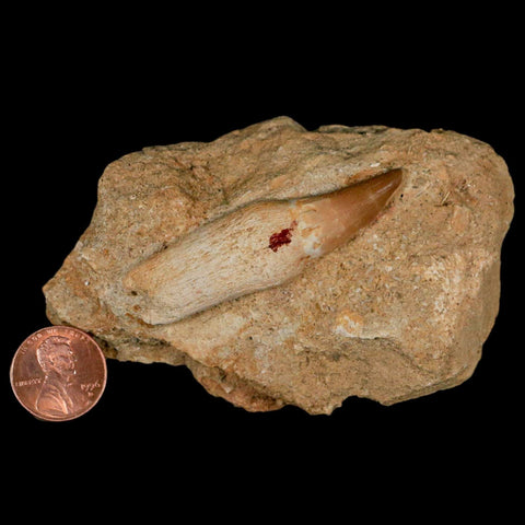 2.3" Mosasaur Prognathodon Fossil Tooth Rooted In Matrix Cretaceous Dinosaur Era - Fossil Age Minerals