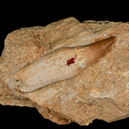 2.3" Mosasaur Prognathodon Fossil Tooth Rooted In Matrix Cretaceous Dinosaur Era