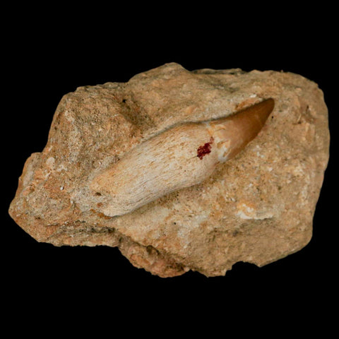 2.3" Mosasaur Prognathodon Fossil Tooth Rooted In Matrix Cretaceous Dinosaur Era - Fossil Age Minerals