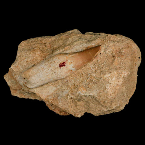 2.3" Mosasaur Prognathodon Fossil Tooth Rooted In Matrix Cretaceous Dinosaur Era - Fossil Age Minerals