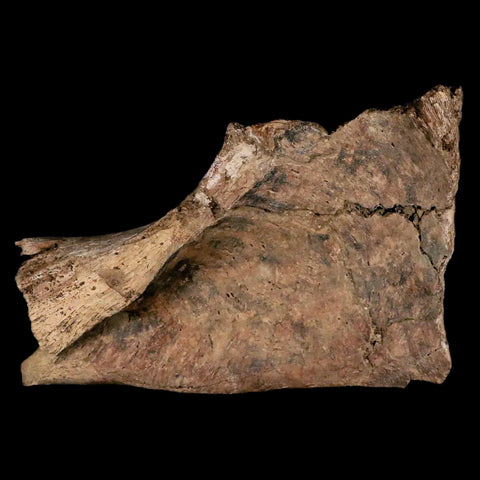 6.1" Triceratops Fossil Ischium Bone Lance Creek FM Cretaceous Dinosaur WY COA - Fossil Age Minerals