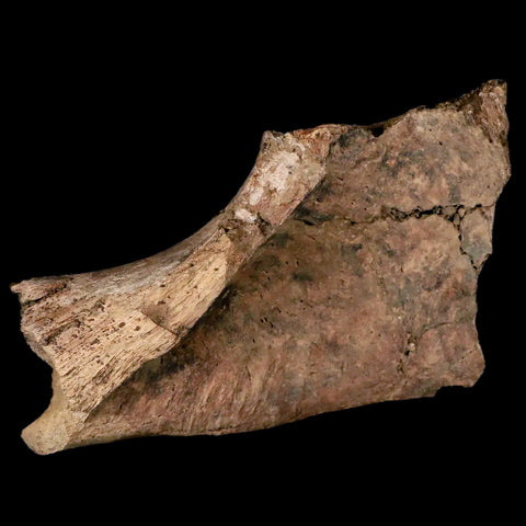 6.1" Triceratops Fossil Ischium Bone Lance Creek FM Cretaceous Dinosaur WY COA - Fossil Age Minerals