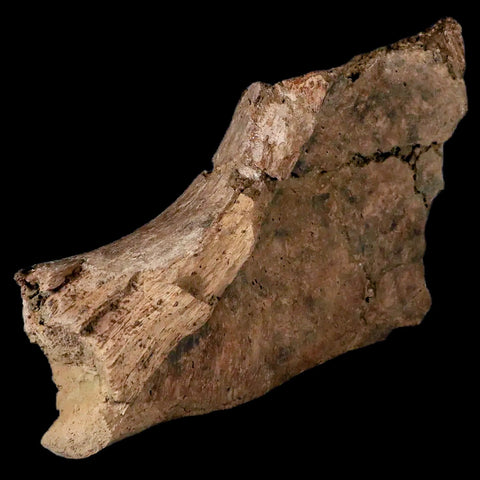 6.1" Triceratops Fossil Ischium Bone Lance Creek FM Cretaceous Dinosaur WY COA - Fossil Age Minerals