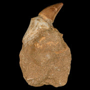 2.4" Mosasaur Prognathodon Fossil Tooth Rooted In Matrix Cretaceous Dinosaur Era