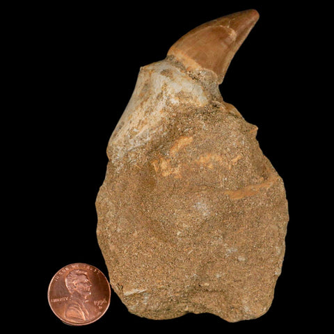 2.4" Mosasaur Prognathodon Fossil Tooth Rooted In Matrix Cretaceous Dinosaur Era - Fossil Age Minerals