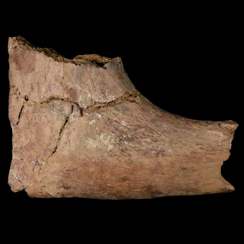 6.1" Triceratops Fossil Ischium Bone Lance Creek FM Cretaceous Dinosaur WY COA - Fossil Age Minerals