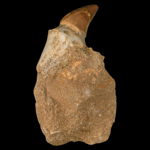 2.4" Mosasaur Prognathodon Fossil Tooth Rooted In Matrix Cretaceous Dinosaur Era - Fossil Age Minerals