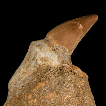 2.4" Mosasaur Prognathodon Fossil Tooth Rooted In Matrix Cretaceous Dinosaur Era