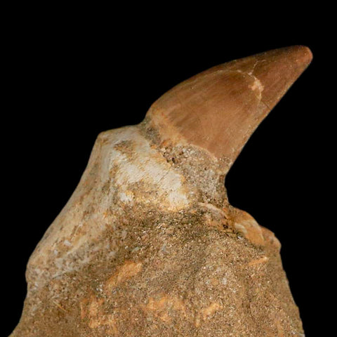 2.4" Mosasaur Prognathodon Fossil Tooth Rooted In Matrix Cretaceous Dinosaur Era - Fossil Age Minerals