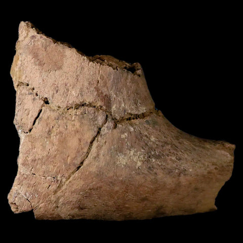 6.1" Triceratops Fossil Ischium Bone Lance Creek FM Cretaceous Dinosaur WY COA - Fossil Age Minerals