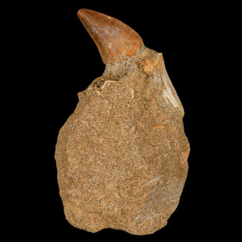 2.4" Mosasaur Prognathodon Fossil Tooth Rooted In Matrix Cretaceous Dinosaur Era - Fossil Age Minerals