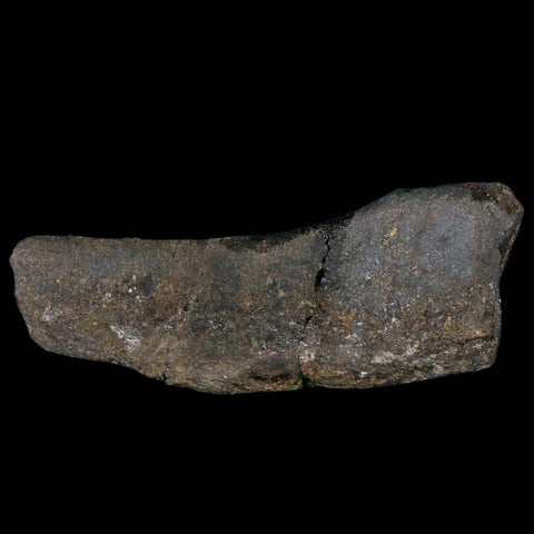 4.8" Hypacrosaurus Dinosaur Fossil Rib Bone Two Medicine FM Cretaceous MT COA - Fossil Age Minerals