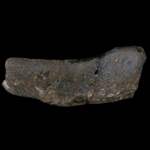 4.8" Hypacrosaurus Dinosaur Fossil Rib Bone Two Medicine FM Cretaceous MT COA - Fossil Age Minerals