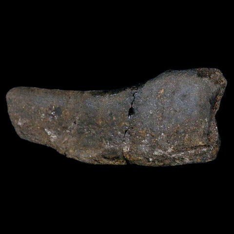 4.8" Hypacrosaurus Dinosaur Fossil Rib Bone Two Medicine FM Cretaceous MT COA - Fossil Age Minerals