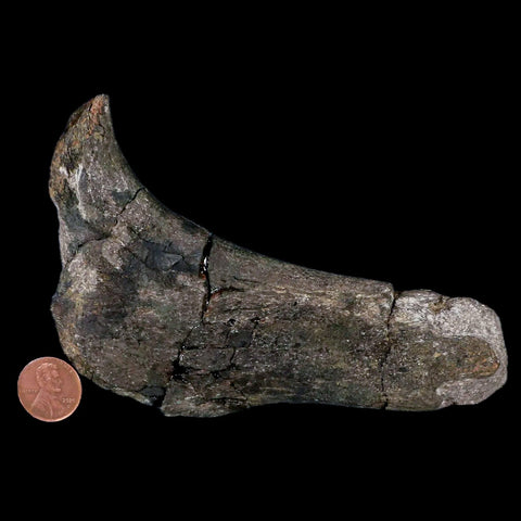 5.1" Hypacrosaurus Dinosaur Fossil Rib Bone Two Medicine FM Cretaceous MT COA - Fossil Age Minerals