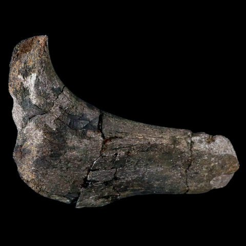 5.1" Hypacrosaurus Dinosaur Fossil Rib Bone Two Medicine FM Cretaceous MT COA - Fossil Age Minerals