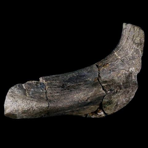 5.1" Hypacrosaurus Dinosaur Fossil Rib Bone Two Medicine FM Cretaceous MT COA - Fossil Age Minerals