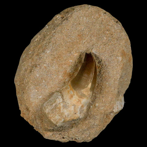 2.4" Mosasaur Prognathodon Fossil Tooth Rooted In Matrix Cretaceous Dinosaur Era - Fossil Age Minerals