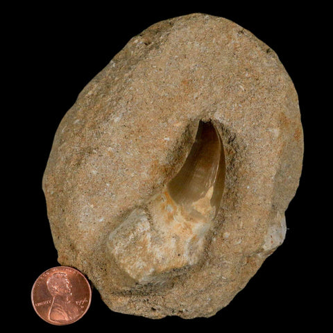 2.4" Mosasaur Prognathodon Fossil Tooth Rooted In Matrix Cretaceous Dinosaur Era - Fossil Age Minerals