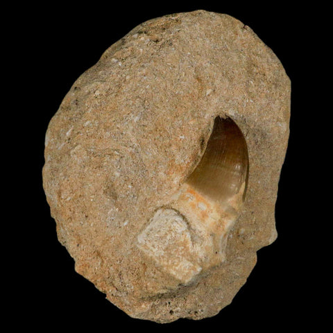 2.4" Mosasaur Prognathodon Fossil Tooth Rooted In Matrix Cretaceous Dinosaur Era - Fossil Age Minerals