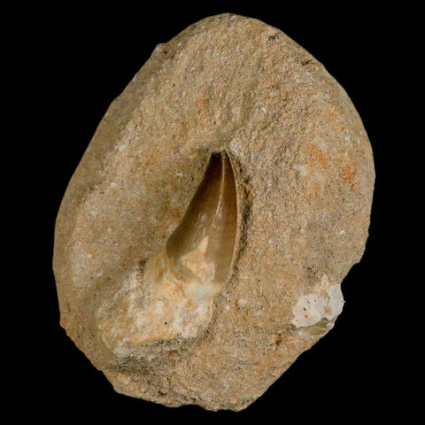 2.4" Mosasaur Prognathodon Fossil Tooth Rooted In Matrix Cretaceous Dinosaur Era - Fossil Age Minerals