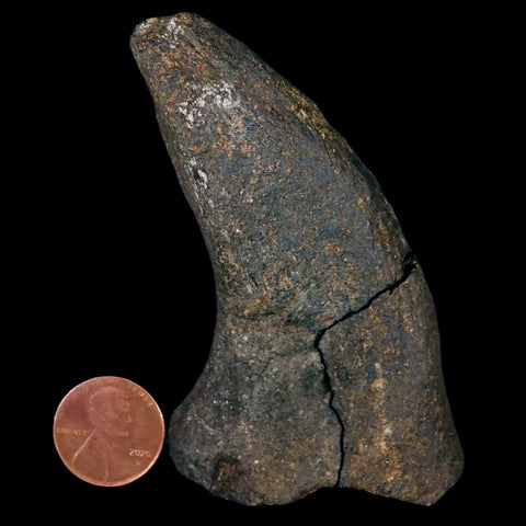 3.2" Hypacrosaurus Dinosaur Fossil Transverse Process Two Medicine FM MT COA - Fossil Age Minerals