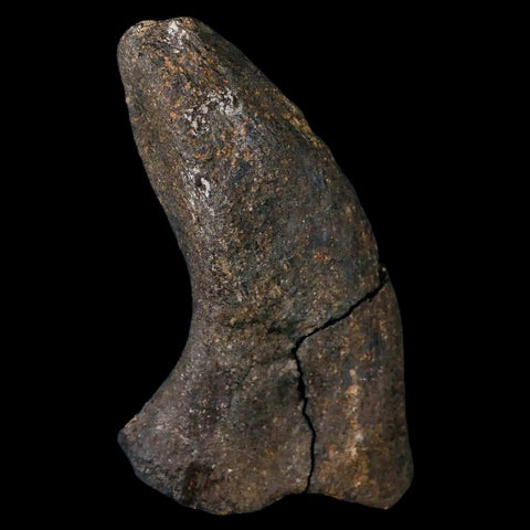 3.2" Hypacrosaurus Dinosaur Fossil Transverse Process Two Medicine FM MT COA - Fossil Age Minerals