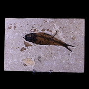 XL 4.7" Knightia Eocaena Fossil Fish Green River FM WY Eocene Age COA & Stand