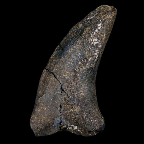 3.2" Hypacrosaurus Dinosaur Fossil Transverse Process Two Medicine FM MT COA - Fossil Age Minerals