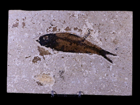 XL 4.7" Knightia Eocaena Fossil Fish Green River FM WY Eocene Age COA & Stand - Fossil Age Minerals