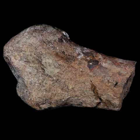 5.2" Hypacrosaurus Dinosaur Fossil Metatarsal Bone Two Medicine FM Montana COA - Fossil Age Minerals