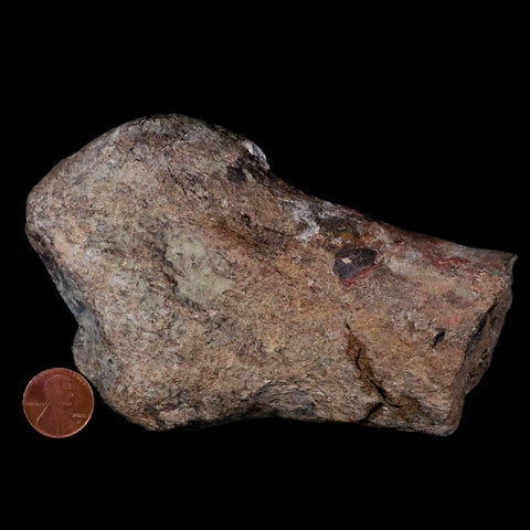 5.2" Hypacrosaurus Dinosaur Fossil Metatarsal Bone Two Medicine FM Montana COA - Fossil Age Minerals