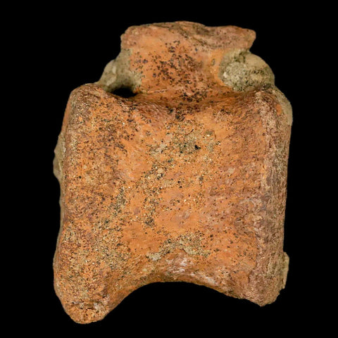 2.3" Edmontosaurus Fossil Vertebrae Bone Lance Creek FM Cretaceous Dinosaur WY - Fossil Age Minerals