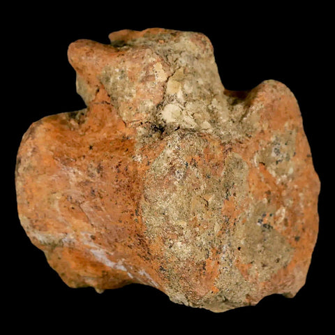 2.3" Edmontosaurus Fossil Vertebrae Bone Lance Creek FM Cretaceous Dinosaur WY - Fossil Age Minerals