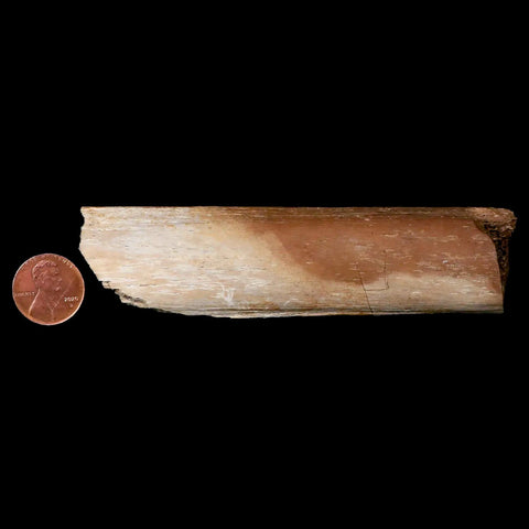 4.5" Hadrosaurus Fossil Rib Bone Lance Creek FM Dinosaur Cretaceous Wyoming - Fossil Age Minerals
