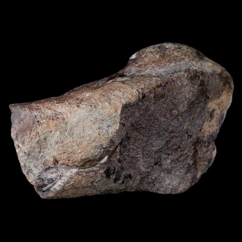 5.2" Hypacrosaurus Dinosaur Fossil Metatarsal Bone Two Medicine FM Montana COA - Fossil Age Minerals