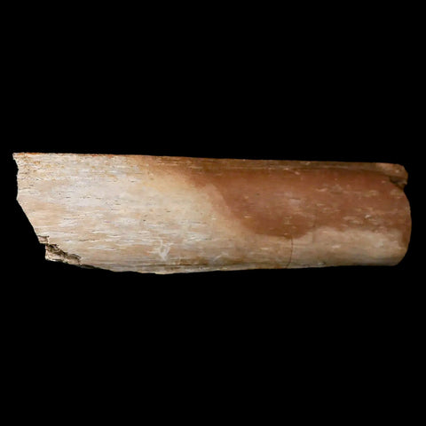 4.5" Hadrosaurus Fossil Rib Bone Lance Creek FM Dinosaur Cretaceous Wyoming - Fossil Age Minerals