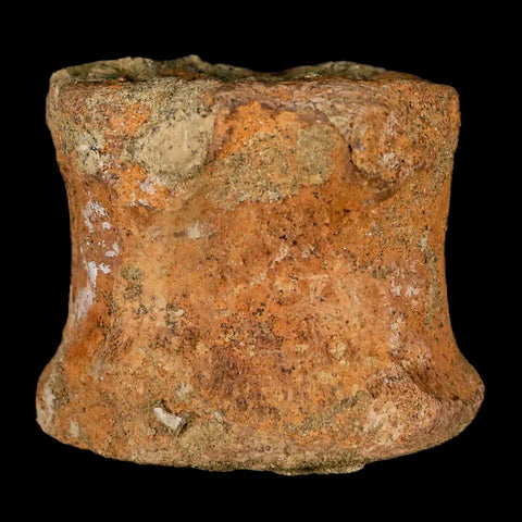 2.3" Edmontosaurus Fossil Vertebrae Bone Lance Creek FM Cretaceous Dinosaur WY - Fossil Age Minerals