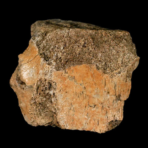 2.7" Edmontosaurus Fossil Vertebrae Bone Lance Creek FM Cretaceous Dinosaur WY - Fossil Age Minerals