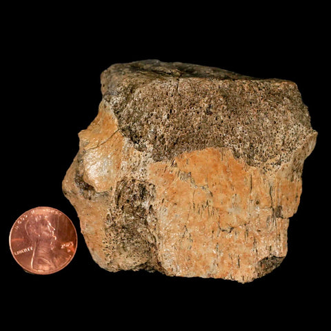 2.7" Edmontosaurus Fossil Vertebrae Bone Lance Creek FM Cretaceous Dinosaur WY - Fossil Age Minerals