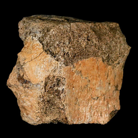 2.7" Edmontosaurus Fossil Vertebrae Bone Lance Creek FM Cretaceous Dinosaur WY - Fossil Age Minerals