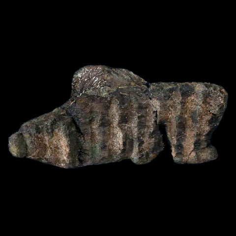 3.3" Hypacrosaurus Dinosaur Fossil Jaw Section Bone Two Medicine FM Montana COA - Fossil Age Minerals