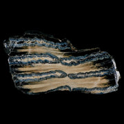 3.5" Mammoth Tooth Cross Section Pleistocene Epoch Hawthorne Formation